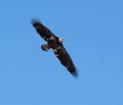 20140316 Eagle 010